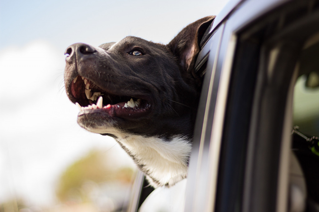 RV Lifestyle Travel Dog