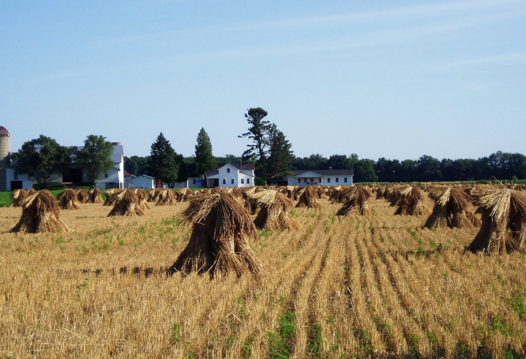 Amish Farm Hay