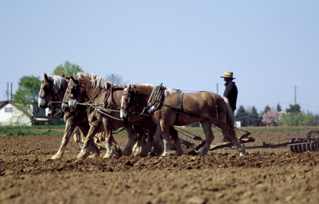 Amish Farmer and Horses