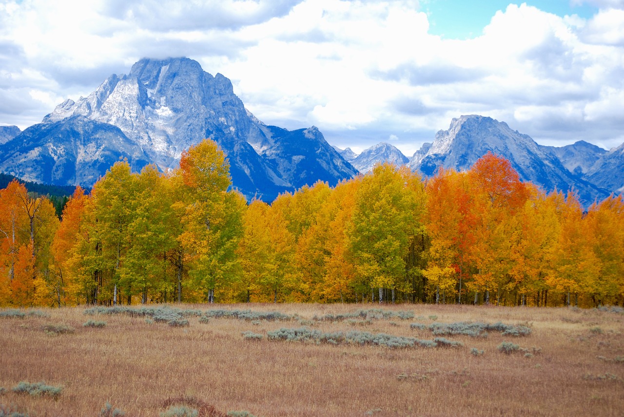 fall foliage