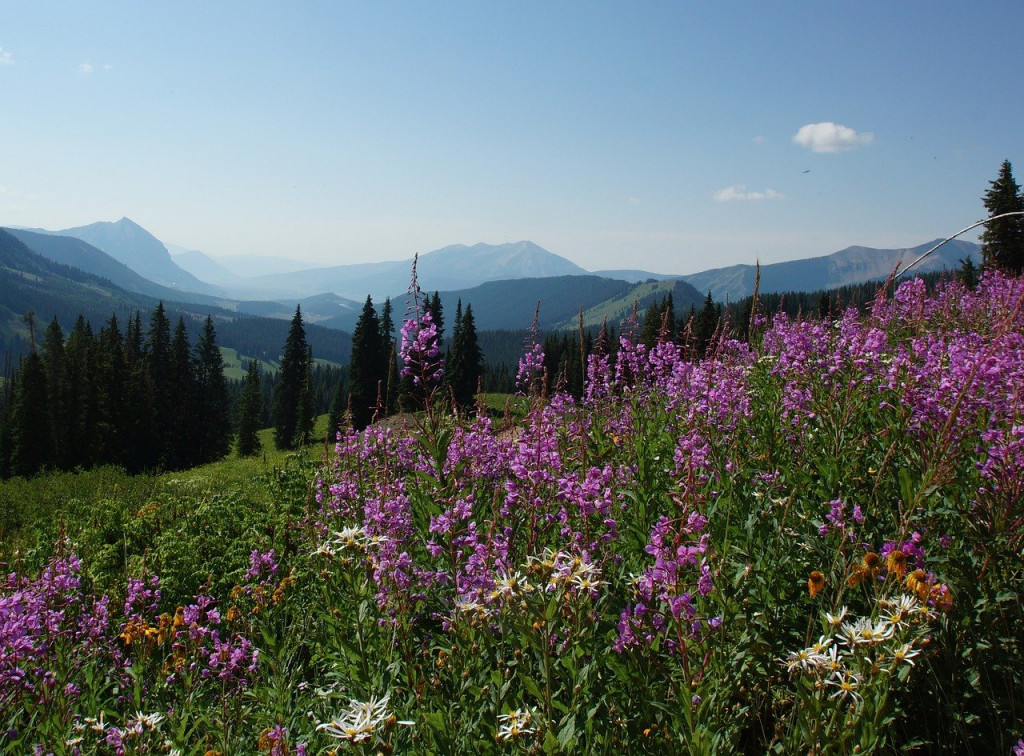 wildflowers